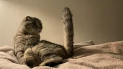 Zoológovia: 6 neuveriteľne milých vecí, ktoré mačky ukazujú svojmu majiteľovi pomocou chvosta